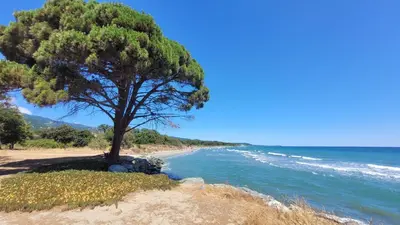 a tree on a sandy beach next to the ocean at Location de vacances in Santa-Maria-Poggio