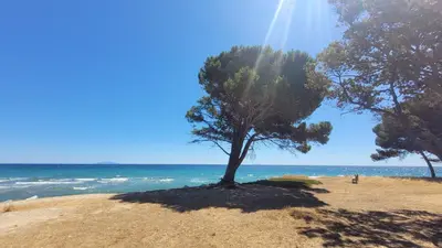 a tree on a sandy beach near the ocean at Location de vacances in Santa-Maria-Poggio