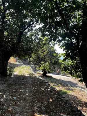 a road with trees on the side of the road at Bergerie in Volpajola