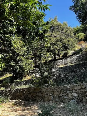 a stone wall and trees on a hill at Bergerie in Volpajola