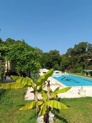 a plant in the grass next to a swimming pool at Chalet et Mobile Home, au sein du maquis Corse avec piscine PRIVATIVE 9mx4m in Zonza