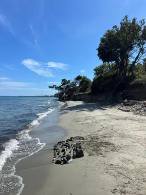 a sandy beach with trees and the ocean at Appartement T2 neuf résidence U Scalu in Santa-Lucia-di-Moriani