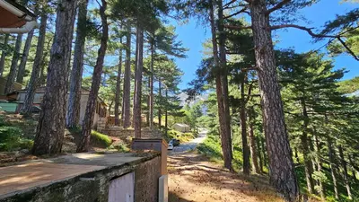 a road through a forest of trees with a house at CHALET BAVEDDA- Accès chemins de randonnée- Calme - Montagne in Quenza