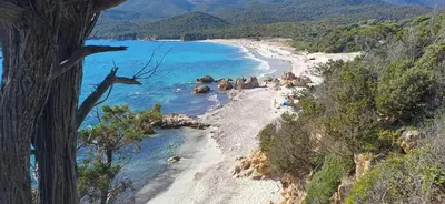 a view of a beach with trees and the ocean at Duplex bord de mer avec jardin in Serra-di-Ferro
