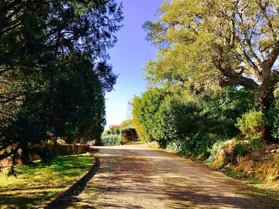 a dirt road with trees on both sides at La Prairie in Porto-Vecchio