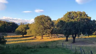 a herd of animals grazing in a field with trees at Appartement neuf avec extérieur de plein pieds in Levie