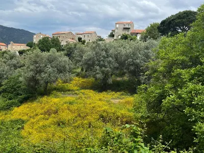 a field of yellow flowers and trees with buildings in the background at Oliveraie d'Olmiccia in Olmiccia