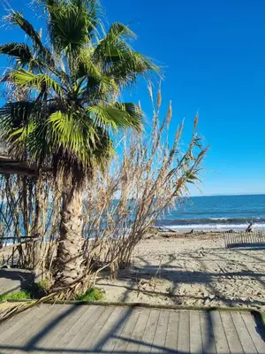 a palm tree on a sandy beach with the ocean at Mini villa residence 3 étoiles Cervione in Cervione