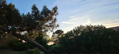 a group of trees in a yard with a sky at T2 Alba Rossa n 124, Chaleureux vue mer et piscine in Serra-di-Ferro
