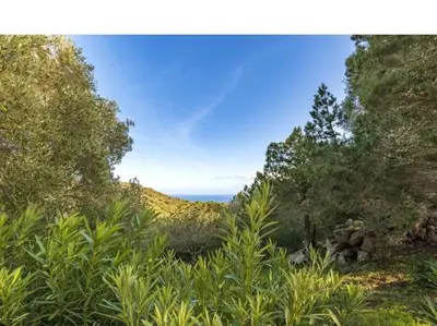 a view of the ocean from a hill with trees at Villa Cala Rossa 45M2 4-5 pers Rondinara Bonifacio in Bonifacio