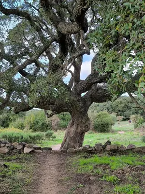 a large tree in a field with a dirt road at Port de Bonifacio in Bonifacio