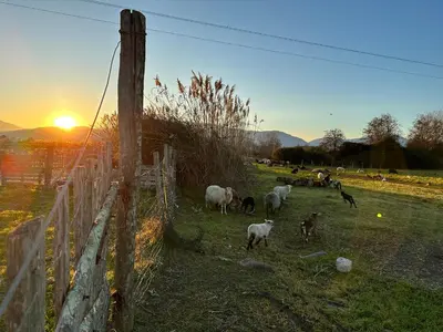 a herd of sheep grazing in a field at sunset at Villa Caline, 4 chambres, lotissement calme et proche mer in Lucciana