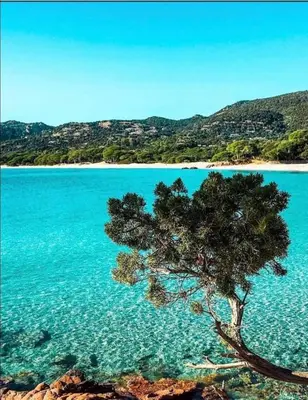 a tree in the water next to a beach at Villa les Palmiers pool spa view of Bavella in Sainte-Lucie de Porto-Vecchio