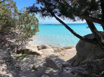 a view of a beach with trees and the water at logement piscine Porto Vecchio U Mateliciu in Lecci