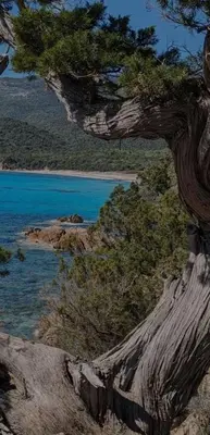 a view of a beach with a tree and water at Grand F2 clim wifi lave linge vue mer résidence piscine mer à pied in Serra-di-Ferro