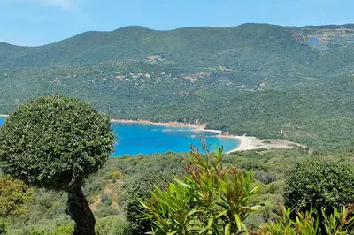 a view of a beach from a hill with trees at Appartement climatisé dans une résidence avec piscine mer à pied in Serra-di-Ferro