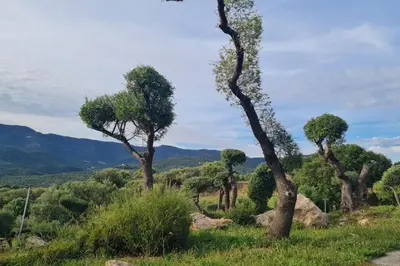 a group of trees on a hill with mountains in the background at Appartement 225 in Serra-di-Ferro