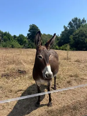 a donkey standing in a field next to a fence at Villa avec piscine privée in Venzolasca