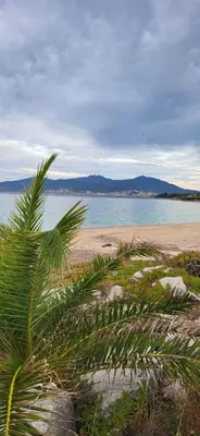 a view of a beach with a palm tree at Bright apartment in Albitreccia near beach in Albitreccia