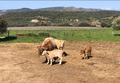 a group of cows and calves standing in a field at T3 neuf avec terrasse panoramique de 35m2 - Vue mer exceptionnelle in Villanova