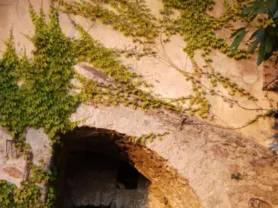 a plant is growing on the side of a building at Holiday apartment with 1 bedroom in Montegrosso