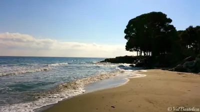 a sandy beach with trees and the ocean at Mini villa Corse in Santa-Maria-Poggio