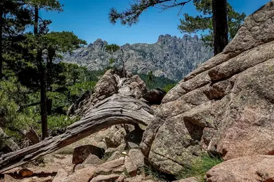 a log laying on top of a rocky mountain at Villa Golfe Favone Corsica 10P Pool Sea View in Sari Solenzara