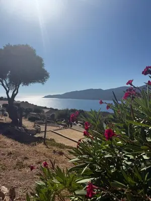 a view of a body of water with a tree and flowers at Appartement 4 personnes - Soléa 229 - Vue Mer in Serra-di-Ferro