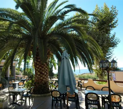 a palm tree with tables and chairs and an umbrella at Residence I Delfini in Tiuccia