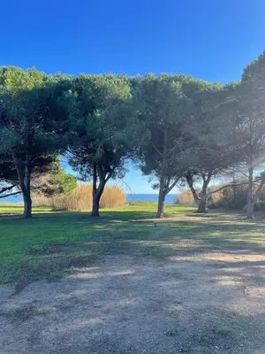 a group of trees in a field with the ocean at T3 - accès direct plage dans résidence avec piscine in Poggio-Mezzana