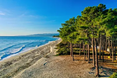 a group of trees on a beach near the water at E case di u Puntale in Ghisonaccia