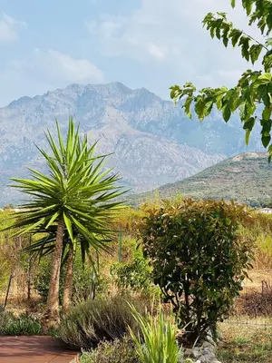 a palm tree in a field with mountains in the background at Villa Pietralba - Piscine privée & vue montagne - Proche Calvi in Calenzana