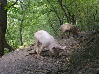 two pigs walking down a dirt path in the woods at Apartment Sole e Ventu 70qm by Interhome in San-Giovanni-di-Moriani