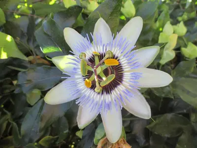 a close up of a blue and white flower at Apartment Sole e Ventu 70qm by Interhome in San-Giovanni-di-Moriani