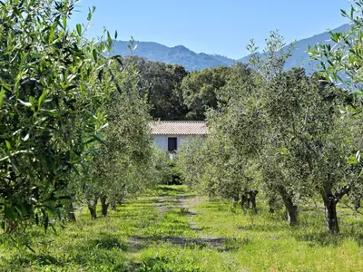 a field of apple trees with a building in the background at Holiday Home Weingut Punta della Guardia Ruhig und beschaulich by Interhome in Cervione