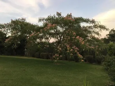 a tree with pink flowers on it in a field at Holiday Home Villa Belle Vue- direkt am Meer- 1-2 Haustiere erlaubt by Interhome in Cervione