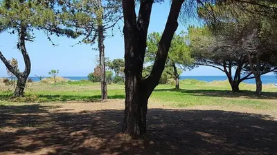 a tree in a field with the ocean in the background at Apartment with Garden - Two Pools - Beach Access in Poggio-Mezzana