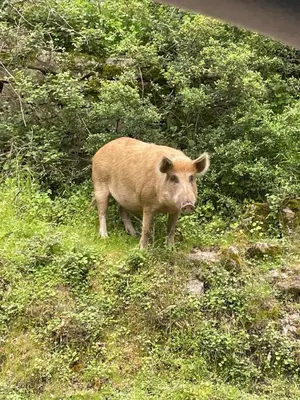 a brown cow standing in a field of grass at Appartement avec piscines et plage à pied in Linguizzetta