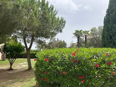 a hedge with pink flowers in a park at Appartement avec piscines et plage à pied in Linguizzetta