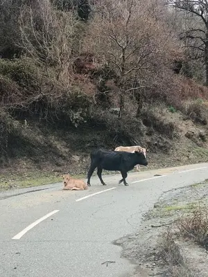 a cow and a cat crossing a road at Appartement dans le coeur de Sartène, la plus corse des villes corses in Sartène