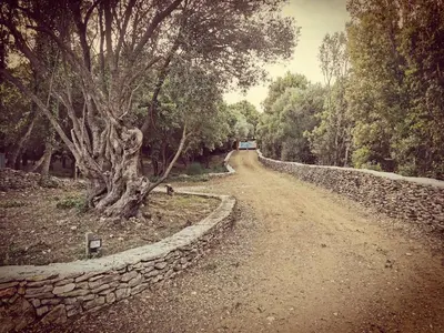 a dirt road with a stone wall and a tree at Villa 140 m2 avec piscine, parc privatif 5000m2 à Bonifacio-Porto Vecchio in Bonifacio