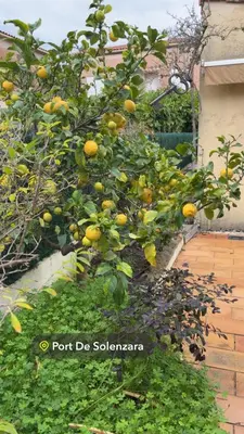 an orange tree with lots of oranges on it at A casa Patricia in Sari Solenzara