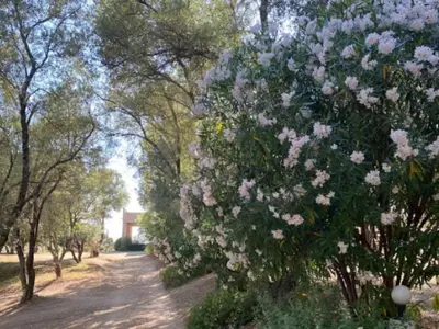 a tree with pink flowers on a dirt road at Mobil home 6 personnes avec terrasse à Vico - API-1-52-841 in Vico