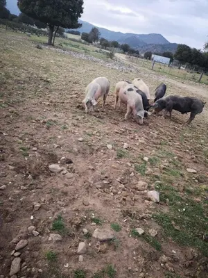 a group of sheep grazing in a field at La ferme in Moltifao