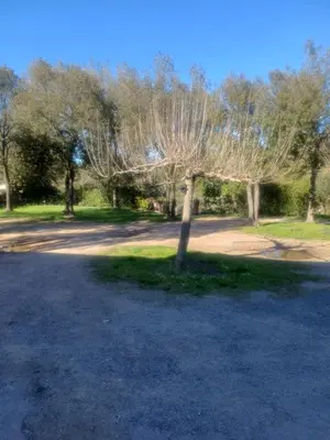 a tree in the middle of a parking lot at La ferme in Moltifao
