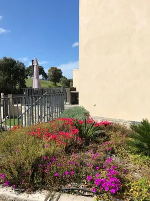 a garden with pink flowers in front of a building at A Murella - maison de vacances à Oletta en Corse in Oletta