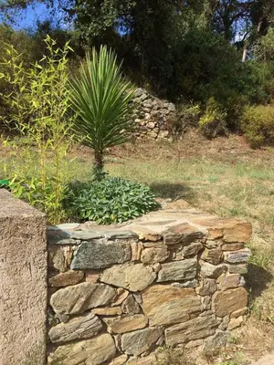 a stone wall with a plant in a field at Maison avec piscine sans voisinage à 4km de la mer in Canale-di-Verde