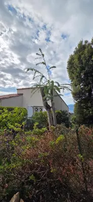 a tree in front of a white house at Maison vue mer Porticcio in Porticcio