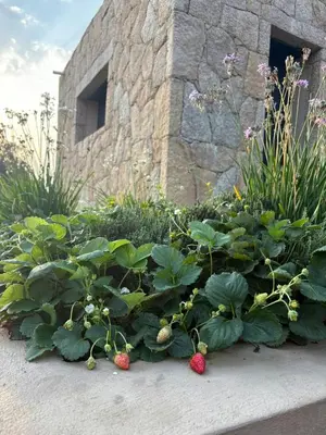 a garden with strawberries and plants in front of a building at Stone House Between Porto-Vecchio And Bonifacio in Figari