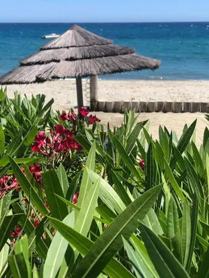 an umbrella and flowers on a beach with the ocean at Entre mer et montagne in San-Nicolao